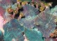/album/koraly/discosoma-nummiformis-jpg/